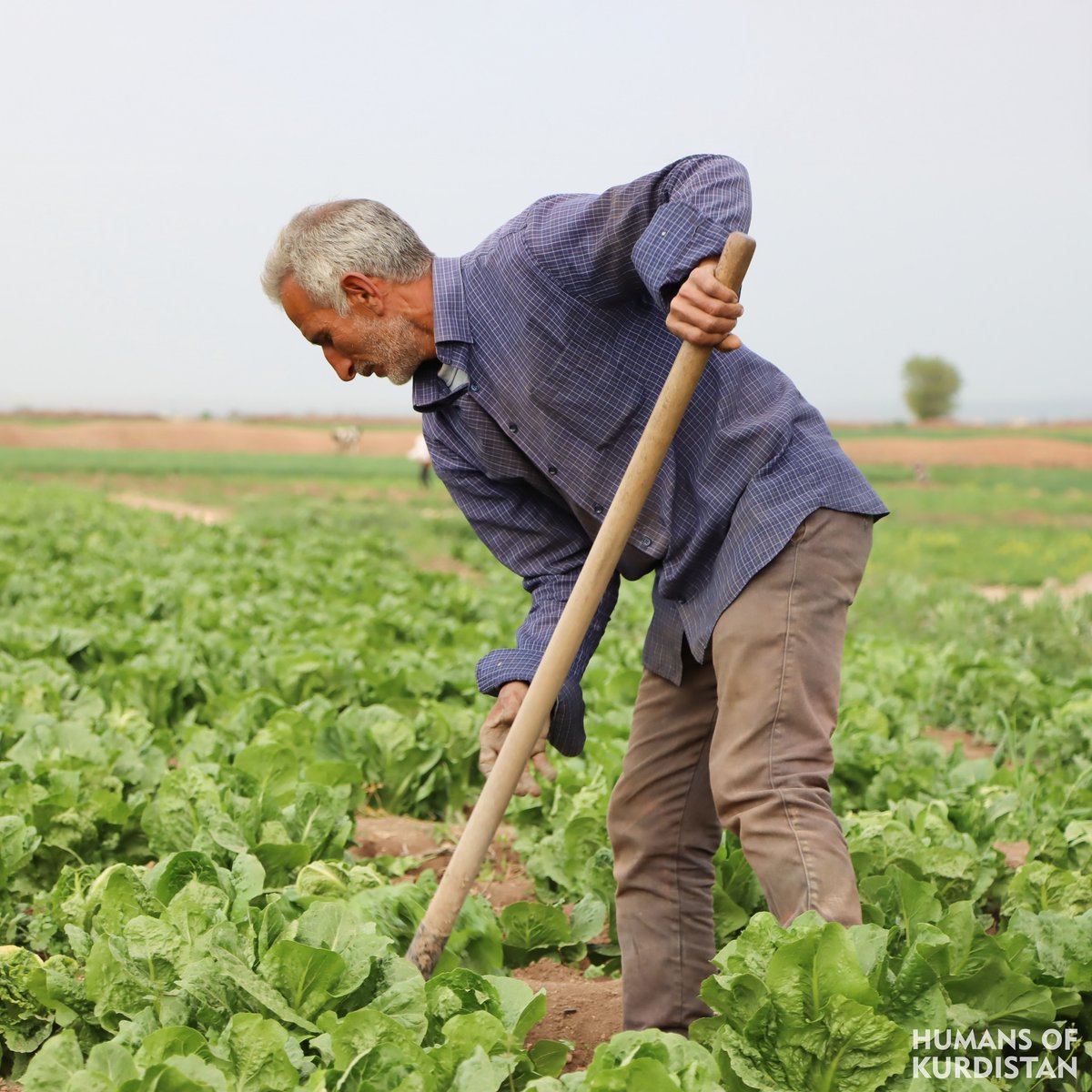 humansofkrd's tweet photo. Story of a Kurd from West Kurdistan

 I am forty years old... Although war has negatively affected my homeland, our strength and ability are stronger than the challenges, and we continue on... I work more than 20 hours daily and provide a decent livelihood for myself and my children, who are the most valuable in my life. My name is Ahmed, and I am from the city of Kobani. Initially, I started working in an automatic bread-making factory and continued... As time passed, longing and love for the land pushed me to choose a new job: working in a beautiful garden. I have continuously taken care of it for seven years and planted lettuce there. Now, I have become a loyal friend to this fertile piece of land. Planting, growing, and then selling lettuce is not just work for me but also a source of income. I take tens of kilograms of lettuce to the markets daily and sell it for three thousand Syrian liras per kilogram. We, the people of Kobani and the villages, rely on agriculture for our livelihood.
 -
 چیرۆکی کوردێکی ڕۆژئاوا 

 تەمەنم چل ساڵە... گەرچی شەڕ، شوێنەواری خراپی لەسەر زێدەکەم دروست کردووە، بەڵام هێز و توانای ئێمە لە ئاڵنگارییەکان بەهێزترە و بەردەوامین... ڕۆژانە زیاتر لە ٢٠ کاتژمێر کار دەکەم و بژێوییەکی شایستە بۆ خۆم و منداڵەکانم، کە بەنرخترین سەرمایەی ژیانمن، دابین دەکەم. من ناوم (ئەحمەد)ە، خەڵکی شاری (کۆبانێ)ـم. سەرەتا لە کارگەیەکی ئۆتۆماتیکی دروستکردنی ناندا دەستم بە کارکردن کرد و بەردەوام بووم... بە تێپەڕبوونی ڕۆژگار، تامەزرۆیی و خۆشەویستی خاک پاڵی پێوەنام تا کارێکی نوێ هەڵبژێرم، ئەوەش کارکردن بوو لەسەر باخچەیەکی دڵنشین. ماوەی حەوت ساڵە بە بەردەوامی چاودێری دەکەم و کاهوی تێدا دەچێنم. ئێستا بوومەتە هاوڕێیەکی دڵسۆزی ئەم پارچە زەوییە بە پیتە. چاندن، سەوزکردن و پاشان فرۆشتنی کاهو بۆ من تەنها کارکردن نییە، بەڵکو سەرچاوەی داهاتیشە. ڕۆژانە، بە دەیان کیلۆ کاهو دەبەمە بازاڕەکان و کیلۆی بە سێ هەزار لیرەی سووری دەفرۆشم.  ئێمەی کۆبانێیی و خەڵکی گوند، بۆ بژێوی ژیانمان، پشت بە کشتوکاڵ دەبەستین.
 -
 قصة كردي من غرب كردستان

عمري أربعون عاماً... ورغم أن الحرب تركت أثراً سيئاً على مدينتي، إلا أن قوتنا وقدرتنا أقوى من التحديات ونواصل... أعمل أكثر من عشرين ساعة يومياً وأوفر حياة كريمة لنفسي ولأطفالي. اسمي أحمد وأنا من كوباني. بدأت العمل في مصنع خبز آلي واستمريت... ومع مرور الوقت، دفعني شوقي وحبي للأرض إلى اختيار وظيفة جديدة، والعمل في حديقة هادئة. لقد كنت أعتني بها وأزرع الخس بانتظام لمدة سبع سنوات. لقد أصبحت الآن صديق مخلص لهذه القطعة الخصبة من الأرض.  إن زراعة الخس وتخضيرها ثم بيعها ليس مجرد عمل بالنسبة لي، بل هو أيضا مصدر دخل. أقوم يومياً بإخراج عشرات الكيلوات من الخس إلى الأسواق وأبيعها بثلاثة آلاف ليرة سورية للكيلو.  نحن سكان وأهالي كوباني نعتمد على الزراعة في معيشتنا. 
#‌Kobanî  | #Vim_Foundation https://t.co/2KtZszywU2