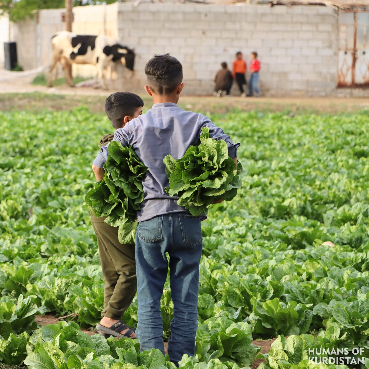 Story of a Kurd from West Kurdistan

 I am forty years old... Although war has negatively affected my homeland, our strength and ability are stronger than the challenges, and we continue on... I work more than 20 hours daily and provide a decent livelihood for myself and my