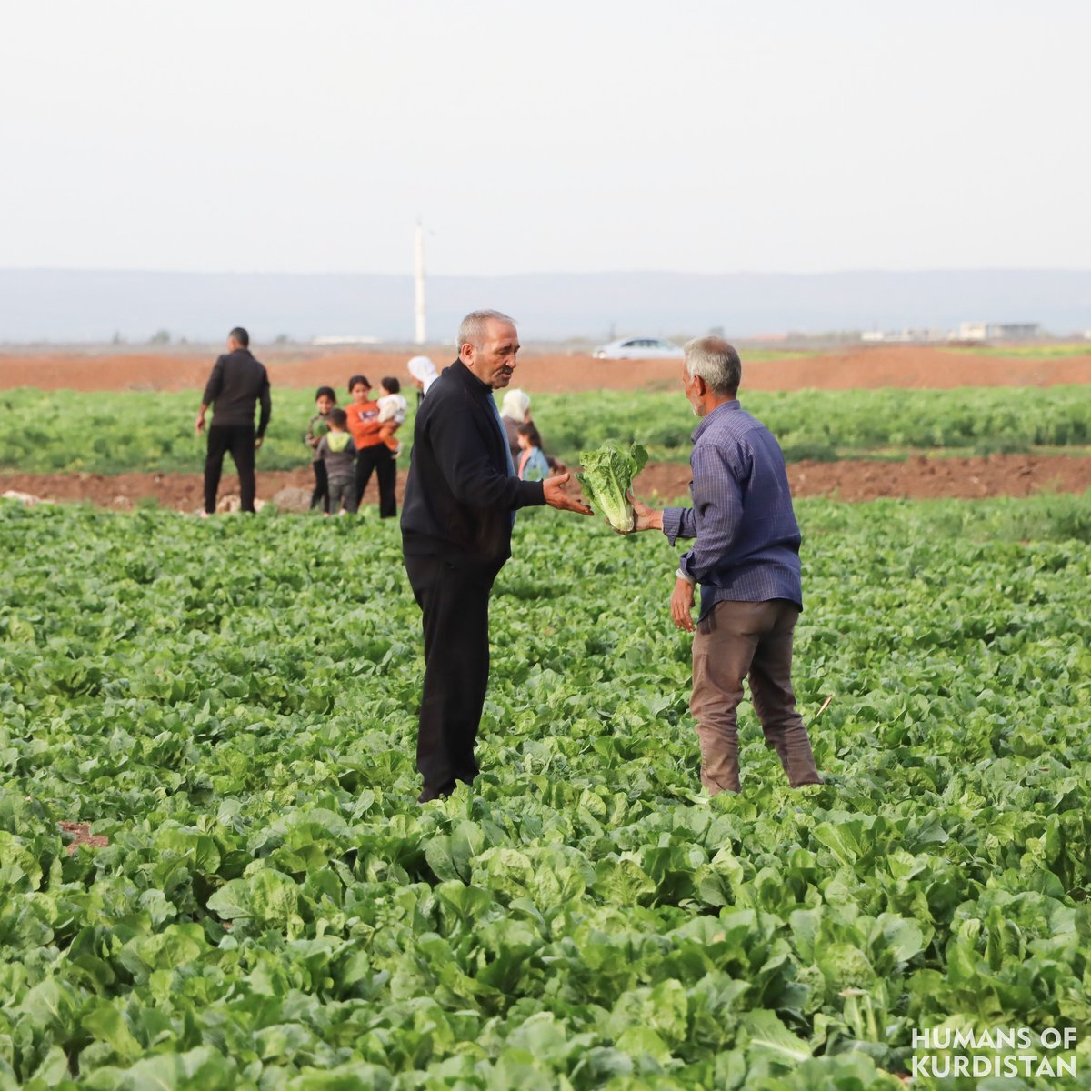 humansofkrd's tweet photo. Story of a Kurd from West Kurdistan

 I am forty years old... Although war has negatively affected my homeland, our strength and ability are stronger than the challenges, and we continue on... I work more than 20 hours daily and provide a decent livelihood for myself and my children, who are the most valuable in my life. My name is Ahmed, and I am from the city of Kobani. Initially, I started working in an automatic bread-making factory and continued... As time passed, longing and love for the land pushed me to choose a new job: working in a beautiful garden. I have continuously taken care of it for seven years and planted lettuce there. Now, I have become a loyal friend to this fertile piece of land. Planting, growing, and then selling lettuce is not just work for me but also a source of income. I take tens of kilograms of lettuce to the markets daily and sell it for three thousand Syrian liras per kilogram. We, the people of Kobani and the villages, rely on agriculture for our livelihood.
 -
 چیرۆکی کوردێکی ڕۆژئاوا 

 تەمەنم چل ساڵە... گەرچی شەڕ، شوێنەواری خراپی لەسەر زێدەکەم دروست کردووە، بەڵام هێز و توانای ئێمە لە ئاڵنگارییەکان بەهێزترە و بەردەوامین... ڕۆژانە زیاتر لە ٢٠ کاتژمێر کار دەکەم و بژێوییەکی شایستە بۆ خۆم و منداڵەکانم، کە بەنرخترین سەرمایەی ژیانمن، دابین دەکەم. من ناوم (ئەحمەد)ە، خەڵکی شاری (کۆبانێ)ـم. سەرەتا لە کارگەیەکی ئۆتۆماتیکی دروستکردنی ناندا دەستم بە کارکردن کرد و بەردەوام بووم... بە تێپەڕبوونی ڕۆژگار، تامەزرۆیی و خۆشەویستی خاک پاڵی پێوەنام تا کارێکی نوێ هەڵبژێرم، ئەوەش کارکردن بوو لەسەر باخچەیەکی دڵنشین. ماوەی حەوت ساڵە بە بەردەوامی چاودێری دەکەم و کاهوی تێدا دەچێنم. ئێستا بوومەتە هاوڕێیەکی دڵسۆزی ئەم پارچە زەوییە بە پیتە. چاندن، سەوزکردن و پاشان فرۆشتنی کاهو بۆ من تەنها کارکردن نییە، بەڵکو سەرچاوەی داهاتیشە. ڕۆژانە، بە دەیان کیلۆ کاهو دەبەمە بازاڕەکان و کیلۆی بە سێ هەزار لیرەی سووری دەفرۆشم.  ئێمەی کۆبانێیی و خەڵکی گوند، بۆ بژێوی ژیانمان، پشت بە کشتوکاڵ دەبەستین.
 -
 قصة كردي من غرب كردستان

عمري أربعون عاماً... ورغم أن الحرب تركت أثراً سيئاً على مدينتي، إلا أن قوتنا وقدرتنا أقوى من التحديات ونواصل... أعمل أكثر من عشرين ساعة يومياً وأوفر حياة كريمة لنفسي ولأطفالي. اسمي أحمد وأنا من كوباني. بدأت العمل في مصنع خبز آلي واستمريت... ومع مرور الوقت، دفعني شوقي وحبي للأرض إلى اختيار وظيفة جديدة، والعمل في حديقة هادئة. لقد كنت أعتني بها وأزرع الخس بانتظام لمدة سبع سنوات. لقد أصبحت الآن صديق مخلص لهذه القطعة الخصبة من الأرض.  إن زراعة الخس وتخضيرها ثم بيعها ليس مجرد عمل بالنسبة لي، بل هو أيضا مصدر دخل. أقوم يومياً بإخراج عشرات الكيلوات من الخس إلى الأسواق وأبيعها بثلاثة آلاف ليرة سورية للكيلو.  نحن سكان وأهالي كوباني نعتمد على الزراعة في معيشتنا. 
#‌Kobanî  | #Vim_Foundation https://t.co/2KtZszywU2
