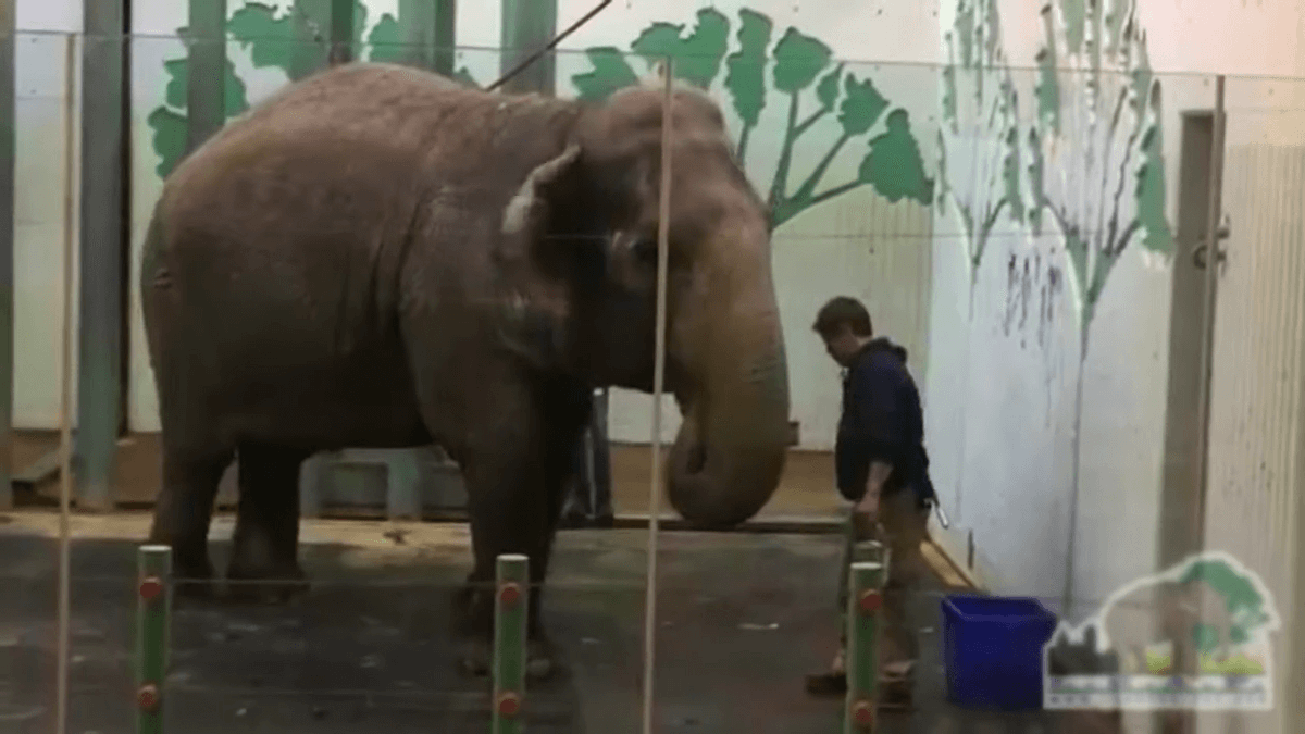Lucy has been in solitary confinement at Edmonton Zoo, Canada for almost half a decade.  She deserves to live freely and happily in the company of other elephants.
zurl.co/Xc5z8
