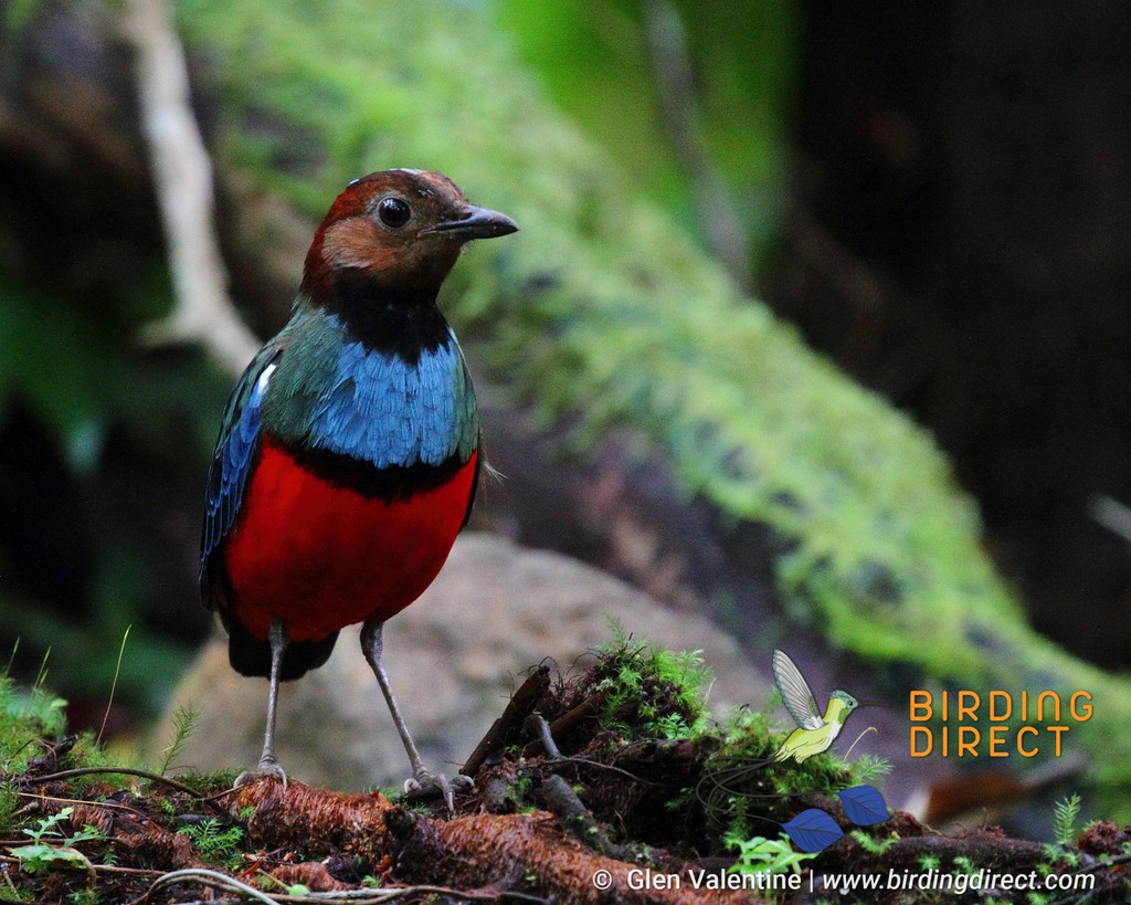 BirdingDirect's tweet photo. The largest country in Southeast Asia, Indonesia has long served as a meeting point for cultures and peoples from both Oceania and mainland Asia. 

https://t.co/IYdSXP0u5y https://t.co/NPdZkwUsIX