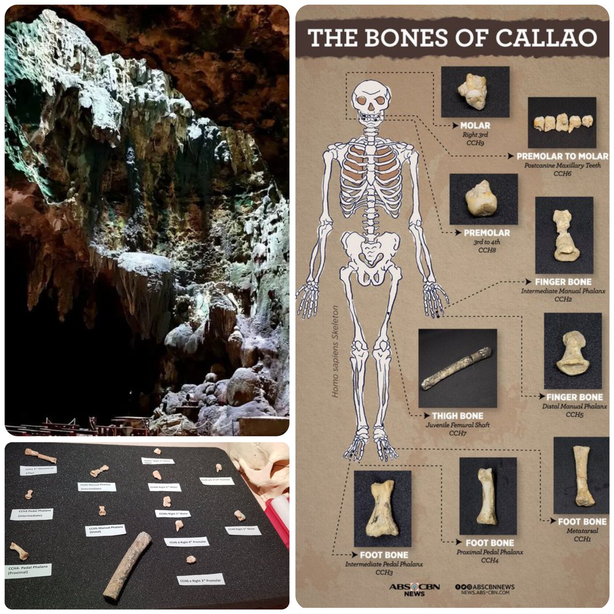 motherlander's tweet photo. Dalam dua dekade terakhir, penelitian tentang evolusi manusia menghasilkan beberapa spesies baru di Asia yang salah satunya adalah Homo luzonensis, diumumkan dalam jurnal Nature pada 10 April 2019.

Florent Détroit et al. menetapkan spesies baru Homo luzonensis untuk mengakomodasi fosil metatarsal (CCH1) yang ditemukan pada tahun 2007 di Gua Callao, yang terletak di tepi timur Sungai Cagayan, Luzon di Filipina. Fosil manusia Callao yang diperkirakan hidup sekitar 67000 tahun lalu ini masih sering dipandang milik Homo sapiens oleh para peneliti Barat ternama yang abai dengan perkembangan terbaru.

Kemudian pada 24 Agustus 2011 holotype (tipe spesimen) Homo luzonensis, yaitu CCH6:CCH6-a hingga CCH6-e, yang terdiri dari gigi geraham depan-belakang kanan atas, ditemukan di lapisan berusia minimum 50000 tahun. Sedangkan untuk paratype ditemukan pada tahun 2007, 2011, dan 2015 dari area penggalian dan lapisan yang sama dengan holotype: CCH1, tulang metatarsal ketiga kanan 1; CCH2 dan CCH5, dua falang manual; CCH3 dan CCH4, dua falang pedal; CCH8, gigi premolar ketiga atas atau keempat kiri; dan CCH9, geraham ketiga kanan.

“Kami menyanyikan lagu Beach Boys dan mulai menggali, lalu fosil mulai bermunculan. Satu per satu. Keesokan harinya, kami kembali menggali. Tidak ada fosil ditemukan. Kami pun memutar lagu Beach Boys. Lalu fosil bermunculan. Tahun 2011 adalah tahun yang paling beruntung.” - arkeolog Armand Mijares

Fosil-fosil dari Gua Callao memperlihatkan kombinasi fitur morfologi primitif dan turunan yang berbeda dari kombinasi fitur yang ditemukan pada spesies lain dalam genus Homo (termasuk Homo floresiensis dan Homo sapiens) sehingga layak diberikan status spesies baru. 

Pada tahun 2023, usia Homo luzonensis direvisi menjadi sekitar 135000 tahun lalu (134±14 Kya), dan analisis ulang morfologi gigi menempatkannya berada di antara morfologi H. erectus dan H. floresiensis. Secara anatomis, meskipun dengan spesimen yang sangat terbatas, menunjukkan kombinasi karakter morfologi primitif, turunan, dan unik. Secara keseluruhan, para peneliti melaporkan bahwa ukurannya yang kecil paralel dengan H. floresiensis dan bahwa deretan gigi geraham depan-geraham belakang rahang atas menunjukkan tren reduktif yang mengingatkan pada deretan geraham H. erectus, H. floresiensis, dan H. sapiens, sementara ruas-ruas jarinya menunjukkan beberapa kesamaan dengan Australopithecines.

Sebuah studi terkini yang lebih rinci pada gigi Homo luzonensis menekankan kemiripan dengan H. erectus Sangiran dan menyimpulkan bahwa H. luzonensis bisa jadi berevolusi dari beberapa kelompok H. erectus yang tersebar di kepulauan Asia Tenggara dan terisolasi satu sama lain, yang mengarah pada peristiwa spesiasi endemik. Kemiripan morfologi gigi antara H. erectus Sangiran dan H. luzonensis tidak bertentangan dengan model bahwa H. erectus Jawa tersebar luas di Sundaland. Namun, mengingat pengetahuan saat ini bahwa habitat hidup di kepulauan terkadang, atau malah sering, memicu terjadinya evolusi dramatis pada spesies hominin, tidak mengherankan jika terdapat berbagai paleodeme hominins yang tersebar di berbagai area di Sundaland.

Meskipun perbedaan morfologi antara H. floresiensis dan H. luzonensis hanya sedikit dalam sampel fosil terbatas, peristiwa spesiasi tersebut masuk akal mengingat kondisi geografis antara Flores dan Luzon dan isolasi alami bisa terjadi pada populasi di sebuah pulau. Itu sebabnya para peneliti mengidentifikasi paleodeme Callao yang independen pada periode Late Pleistocene di Luzon. Mereka bisa jadi telah menjelajahi kawasan Asia Tenggara bersama early H. sapiens, H. floresiensis, H. soloensis, dan kelompok misterius yang dikenal sebagai Denisovan.