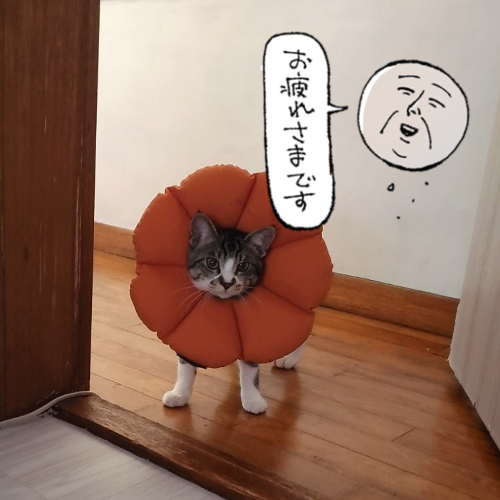 ねこ、がんばったね💯 