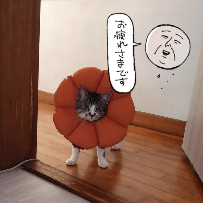 ねこ、がんばったね💯 
