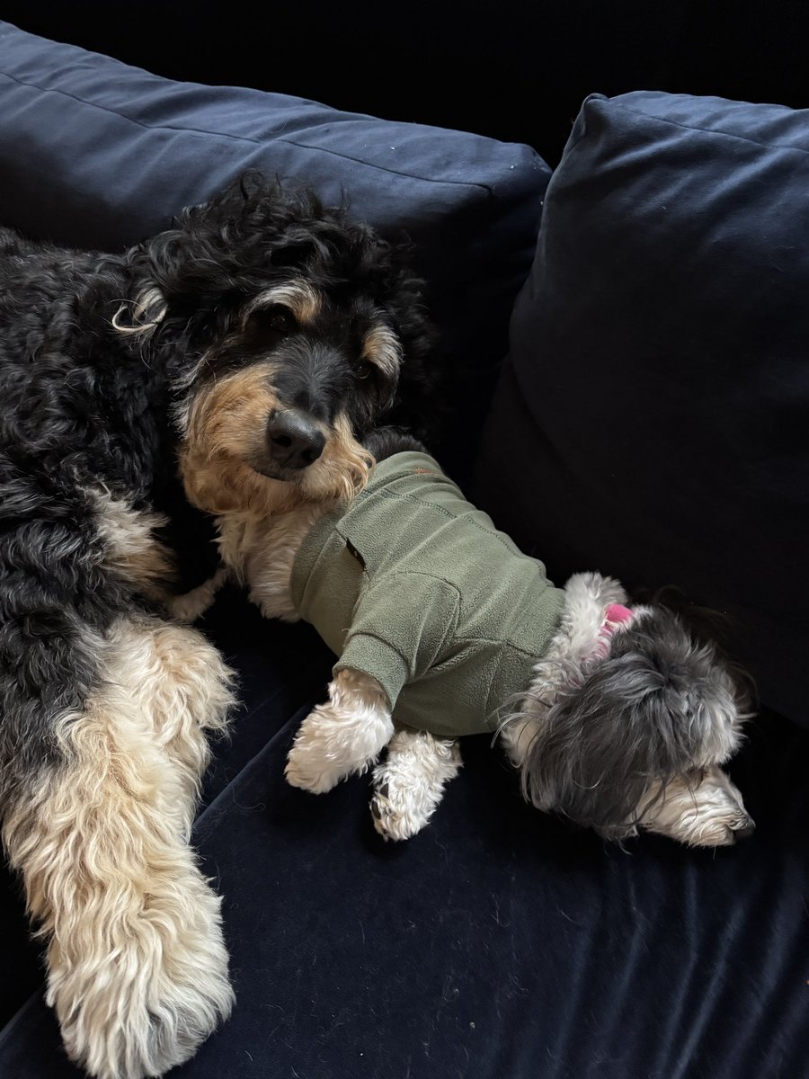 Moose “the silly goose” Tapper tweet media