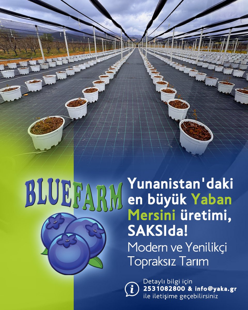 yaka_cherry's tweet photo. Η μεγαλύτερη καλλιέργεια Μύρτιλου στην Ελλάδα σε ΓΛΑΣΤΡΕΣ!
Με υπερσύγχρονη &amp; Καινοτόμο Υδροπονία!
Για περισσότερες πληροφορίες επικοινώνησε μαζί μας:
+30 253 108 28 00 - info@yaka.gr https://t.co/4EM7HKNhyE