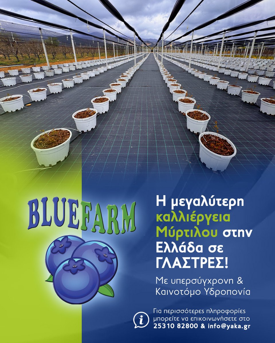 yaka_cherry's tweet photo. Η μεγαλύτερη καλλιέργεια Μύρτιλου στην Ελλάδα σε ΓΛΑΣΤΡΕΣ!
Με υπερσύγχρονη &amp; Καινοτόμο Υδροπονία!
Για περισσότερες πληροφορίες επικοινώνησε μαζί μας:
+30 253 108 28 00 - info@yaka.gr https://t.co/4EM7HKNhyE