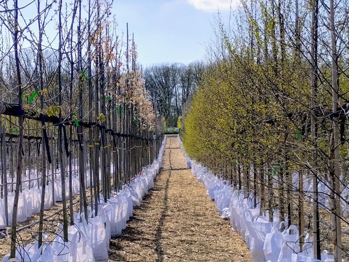 To accommodate the growing demand for our peat free container grown trees, we've expanded our production area again to help keep up with demand!
.
#peatfree #trees #containergrown #treegrower #treenursery #uknursery #growth #ukgrown #planthealthy #jajones125 #gtrs125 #southport