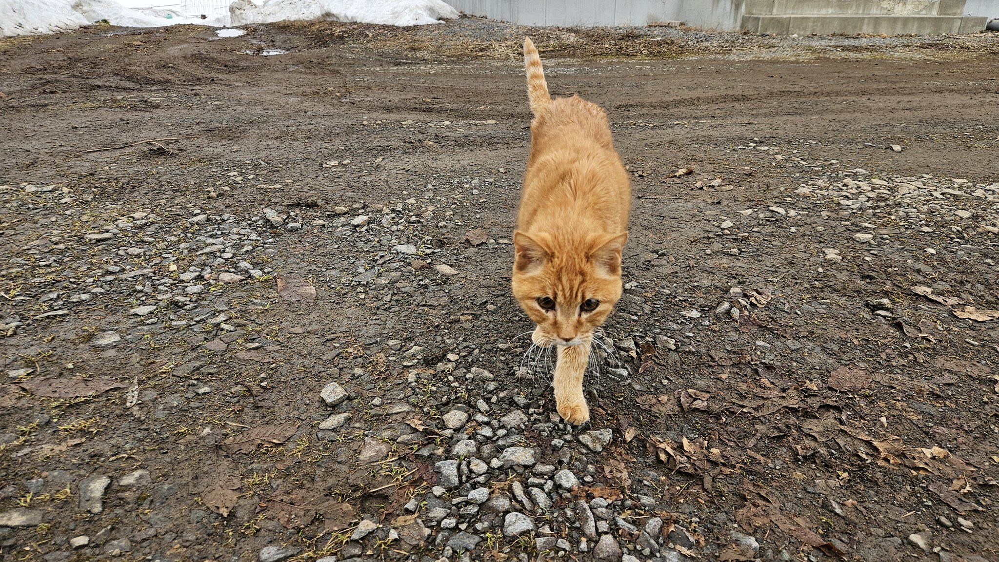 月猫りんご on X: 