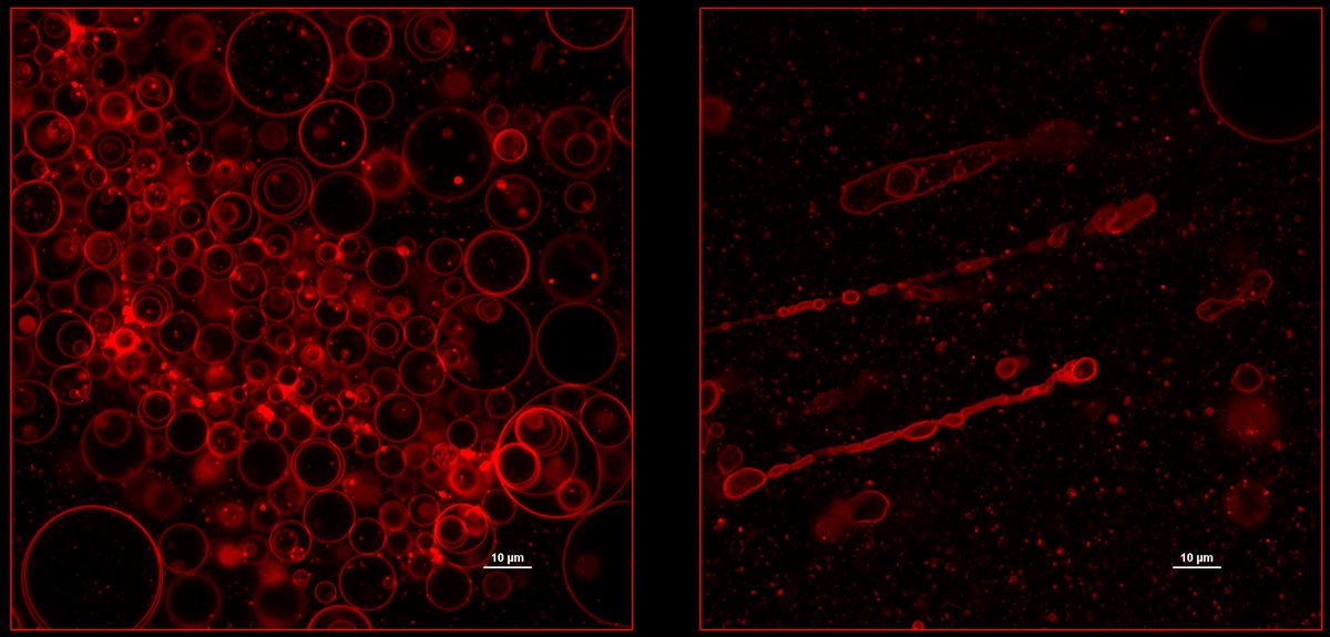 Janusz Pętkowski tweet media