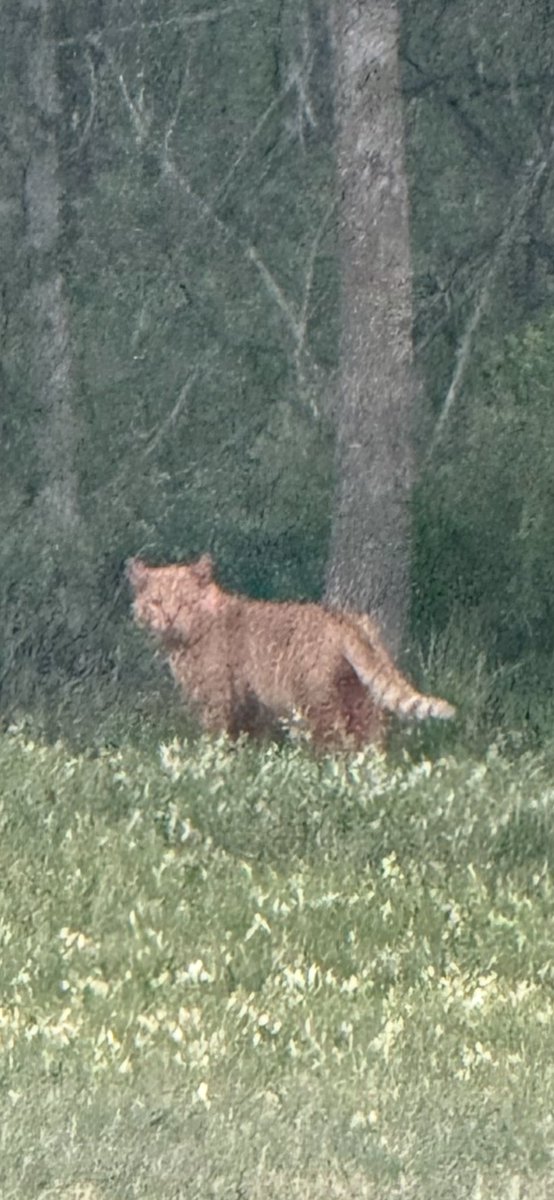 Jimbo_Wise's tweet image. Oklahoma wildlife people and @OKWildlifeDept - What is this big cat called?  Thanks.