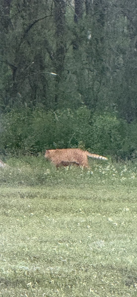 Jimbo_Wise's tweet image. Oklahoma wildlife people and @OKWildlifeDept - What is this big cat called?  Thanks.