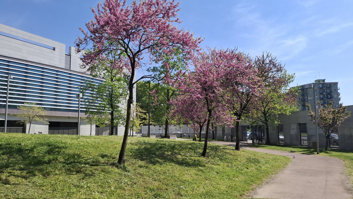 Destinatio71073's tweet photo. #cerciscanadensis
#alberodigiudacanadese
#springinmilan https://t.co/CxcquciHzF