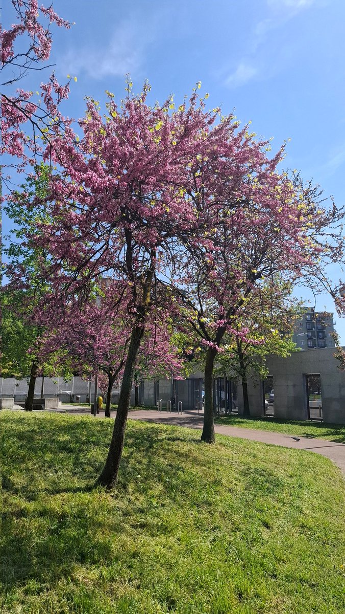 Destinatio71073's tweet photo. #cerciscanadensis
#alberodigiudacanadese
#springinmilan https://t.co/CxcquciHzF