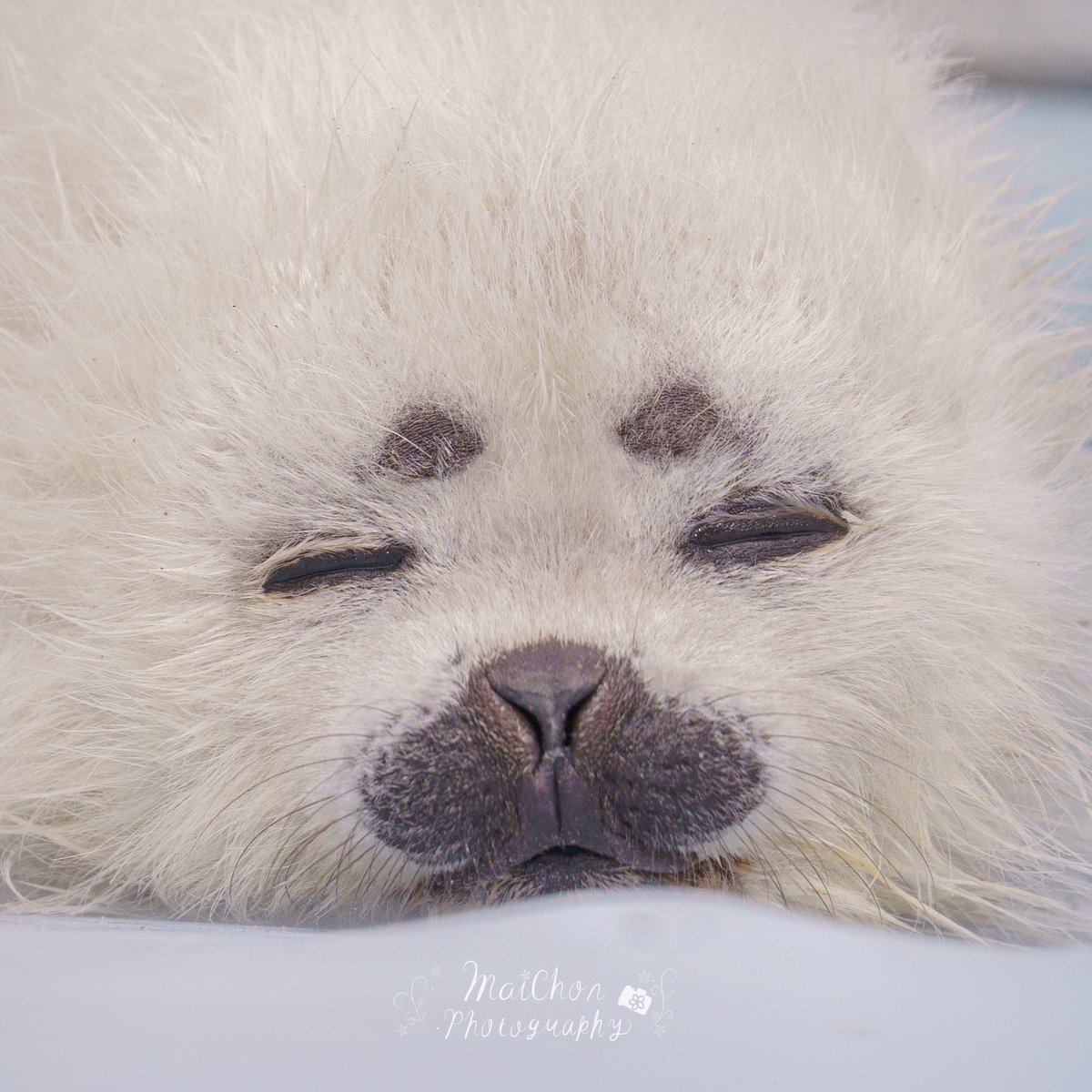 #どうぶつおかおあっぷっぷ選手権
ふあふあすやぁ(  ¯꒳​¯ )ᐝ

 #よう仔
 #とっかりセンター
 #アザラシランド
 #ｴｹﾁｪﾝ