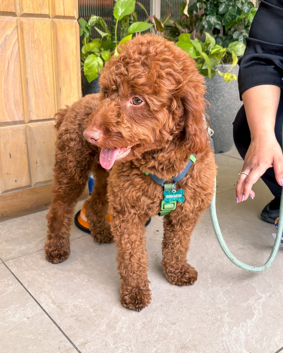 Lights, camera, paws!

This Tikki Talk stars the only cast member who didn’t need a retake—Muffin 🐶

Shot at a pet-friendly café with treats, cuddles, and conversations that’ll make you go aww.

Full episode drops tomorrow. Stay tuned.