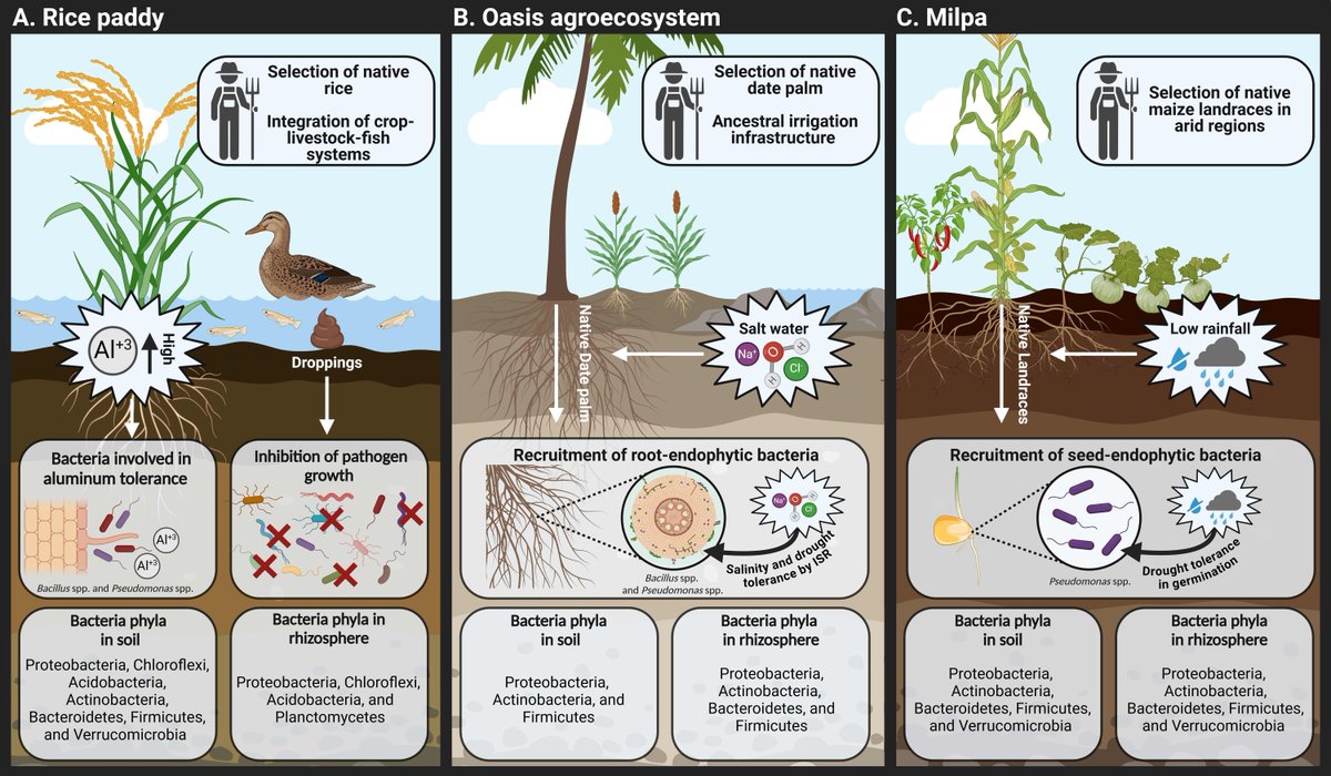 New in Geoderma Regional „Ancestral roots: Exploring microbial communities in traditional agroecosystems for sustainable agriculture“ by Guillermo Luis Arellano-Wattenbarger, Mateo Córdoba-Agudelo, and Jorge Rocha. 
buff.ly/WpmoQCK