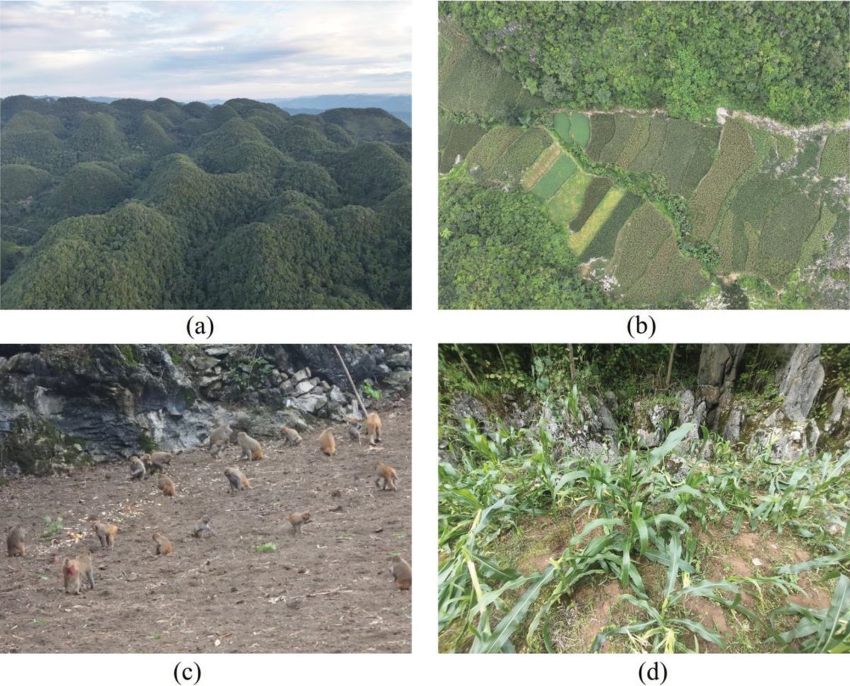 Not rising macaque numbers but shrinking habitat caused by human land use is driving human-wildlife conflict in SW China's karst region.

🔗 doi.org/10.3897/nature…