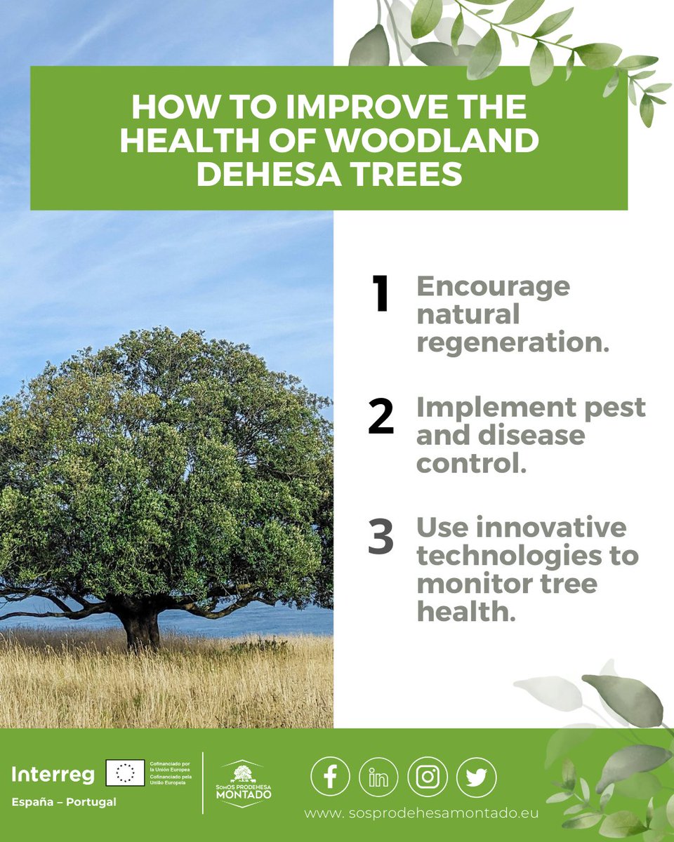 sosprodehesa's tweet image. 🌱 The Regeneration Challenge: How to Improve the Health of Woodland in the Dehesa
🌳 The regeneration ofwoodland in the dehesa is crucial for the biodiversity and ecosystem services that this ecosystem offers us.