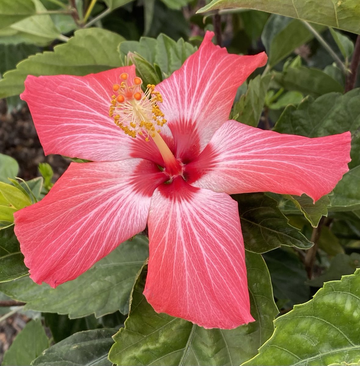 kathy_husser's tweet photo. Aloha from the hibiscus 🌺 enjoying Springtime! #flowers #gardening https://t.co/QqqjUiw0qW