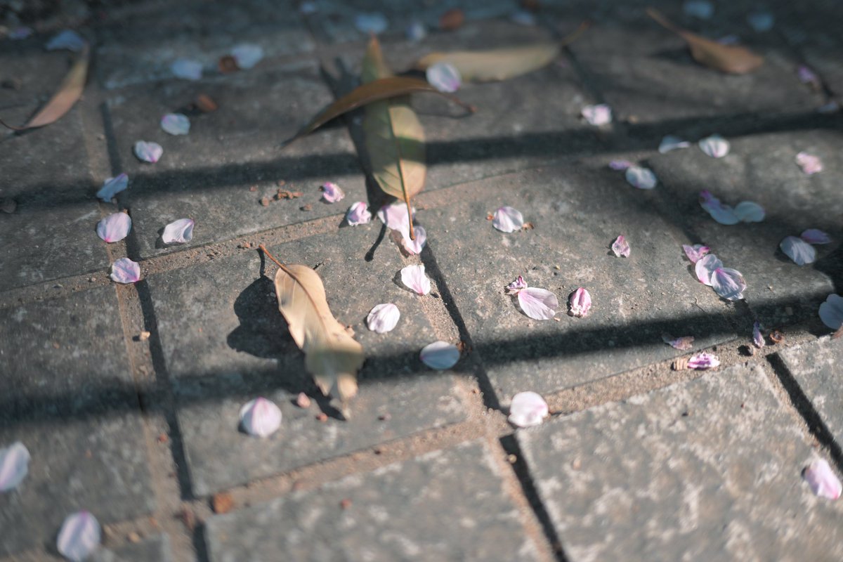 Agi（あぎ） (@agito_photo) on Twitter photo 