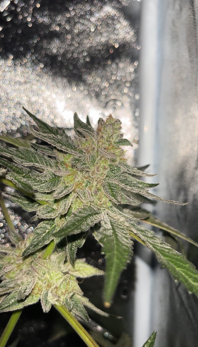 Salvador.H tweet media