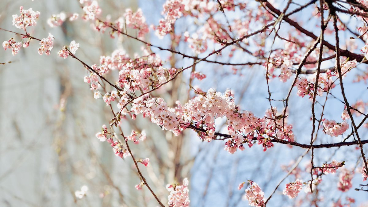TO_HRK__'s tweet photo. パートナーたちと春の散歩に出かけてきました！ 桜がとても美しいです꜀( ՞ . ̫ . ՞ ꜀ ) ꜆

#ポケモン https://t.co/JT1MhHc2Ob