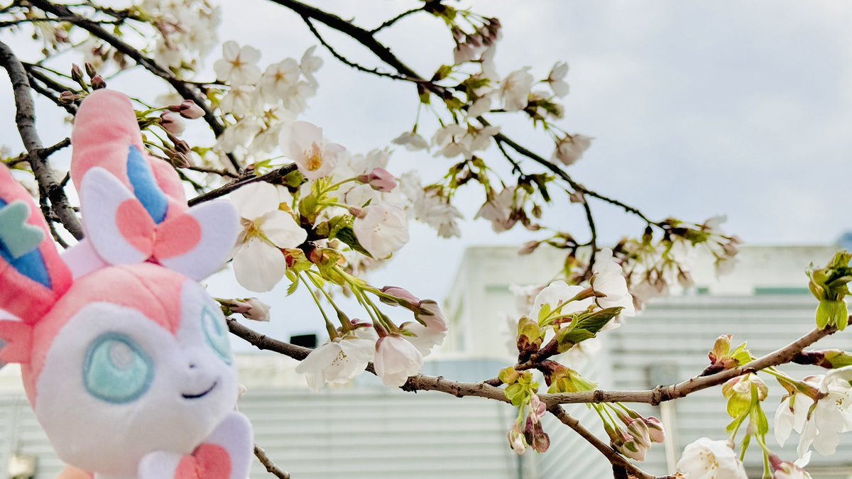 TO_HRK__'s tweet photo. パートナーたちと春の散歩に出かけてきました！ 桜がとても美しいです꜀( ՞ . ̫ . ՞ ꜀ ) ꜆

#ポケモン https://t.co/JT1MhHc2Ob