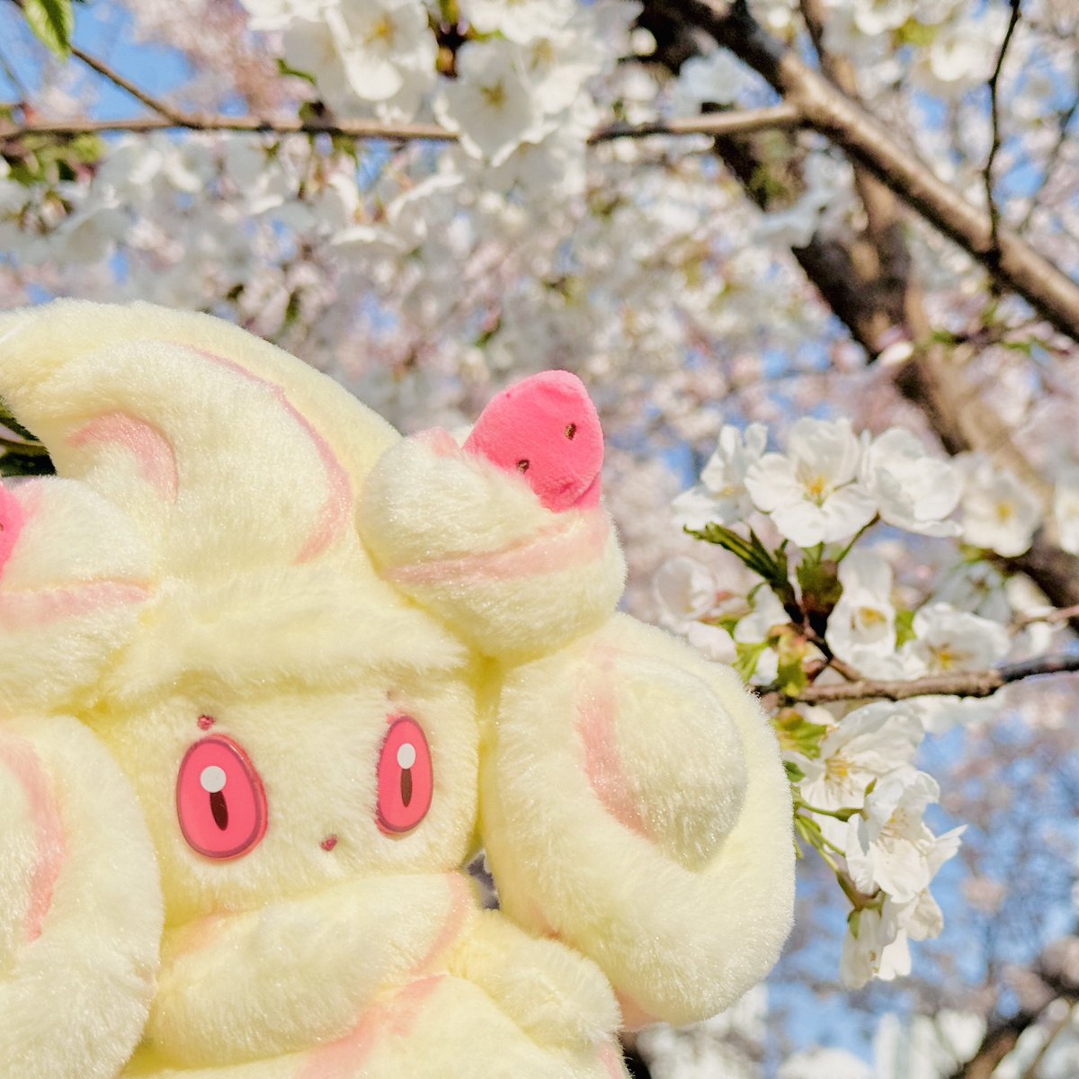 TO_HRK__'s tweet photo. パートナーたちと春の散歩に出かけてきました！ 桜がとても美しいです꜀( ՞ . ̫ . ՞ ꜀ ) ꜆

#ポケモン https://t.co/JT1MhHc2Ob