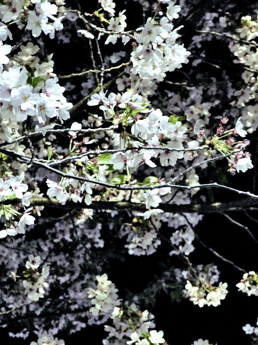 코우❄ tweet media