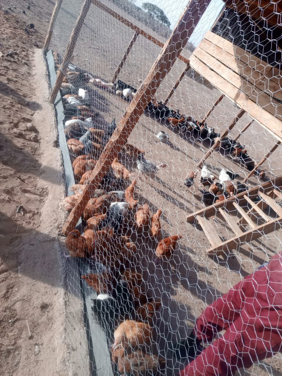 PISP in partnership with WWF-Kenya  is leading a powerful initiative in Shurr Conservancy, Marsabit County that empowers indigenous women and youths to take the lead in environmental conservation through poultry farming, kitchen gardening and provision of Energy saving jikos.