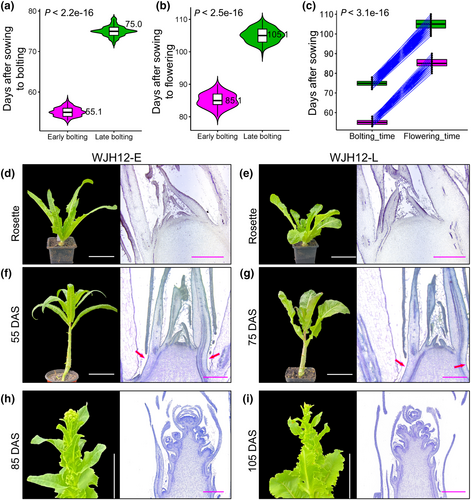 NewPhyt's tweet image. When #lettuce bolts: natural selection vs artificial selection and beyond

📖 nph.onlinelibrary.wiley.com/doi/10.1111/np…

👆 A #Commentary by Dandan Yang &amp;amp; Cao Xuon this article by Qi et al. 
👇

📖 nph.onlinelibrary.wiley.com/doi/10.1111/np…

#LatestIssue @wileyplantsci