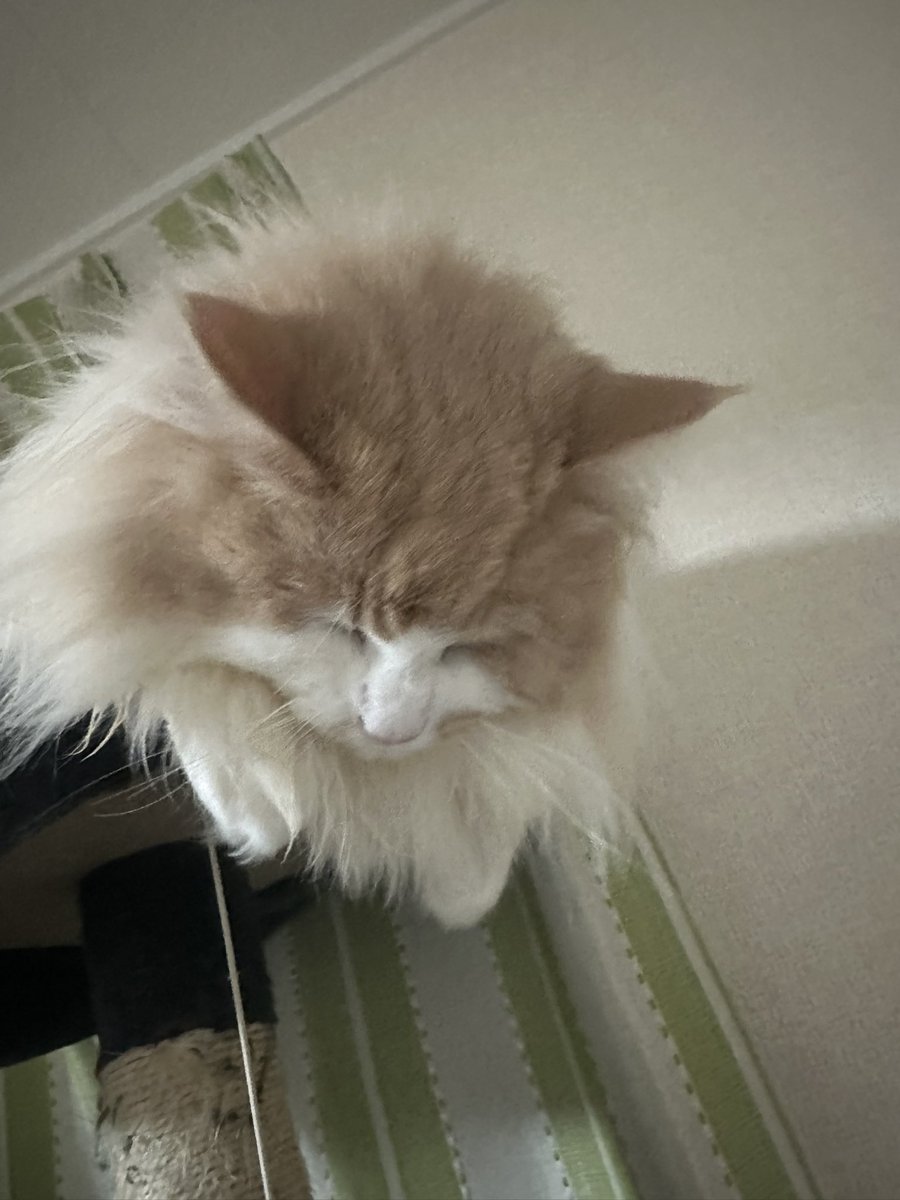 寝落ちちゆう💤