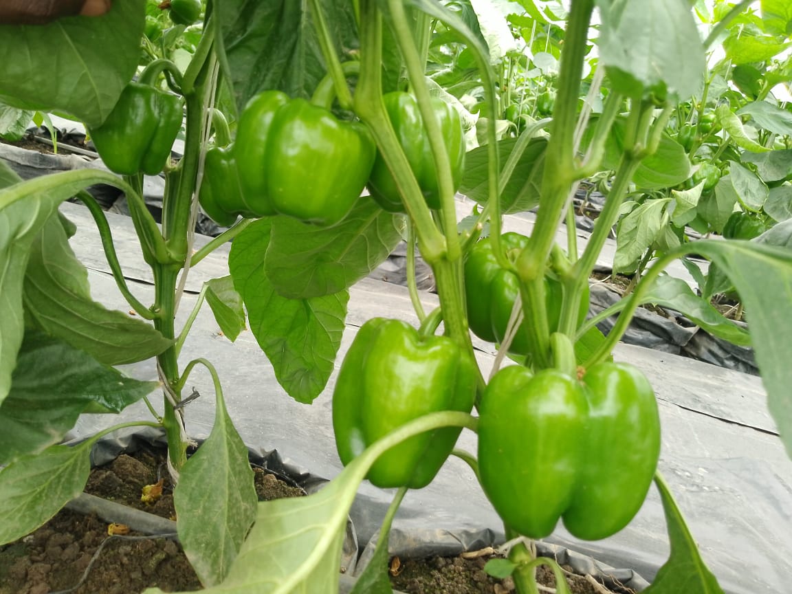 okoreuchenna's tweet photo. #Reggeaton RZ F1
#Yellowbellpepper
The beauty with no beast !!

A good balance of the source and sink will give you a sustainable production.
@PSF farms

#Farming #Bellpeppers #vegetable #Nigeria #Lagos #Seedforthagro #Rijkzwaan #Peppers https://t.co/aK3eROzgHP
