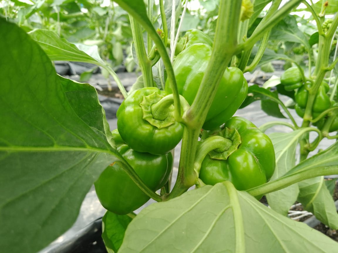 okoreuchenna's tweet photo. #Reggeaton RZ F1
#Yellowbellpepper
The beauty with no beast !!

A good balance of the source and sink will give you a sustainable production.
@PSF farms

#Farming #Bellpeppers #vegetable #Nigeria #Lagos #Seedforthagro #Rijkzwaan #Peppers https://t.co/aK3eROzgHP