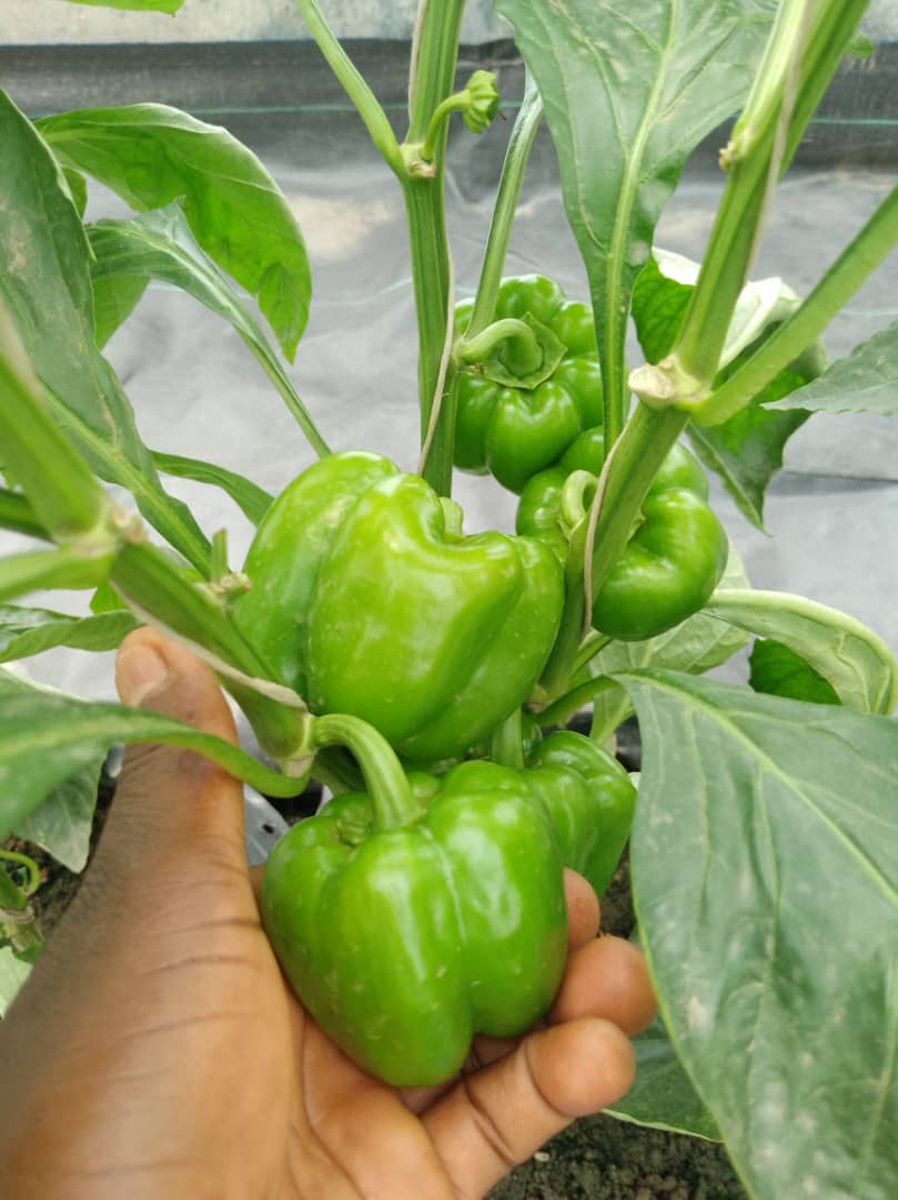 okoreuchenna's tweet photo. #Reggeaton RZ F1
#Yellowbellpepper
The beauty with no beast !!

A good balance of the source and sink will give you a sustainable production.
@PSF farms

#Farming #Bellpeppers #vegetable #Nigeria #Lagos #Seedforthagro #Rijkzwaan #Peppers https://t.co/aK3eROzgHP