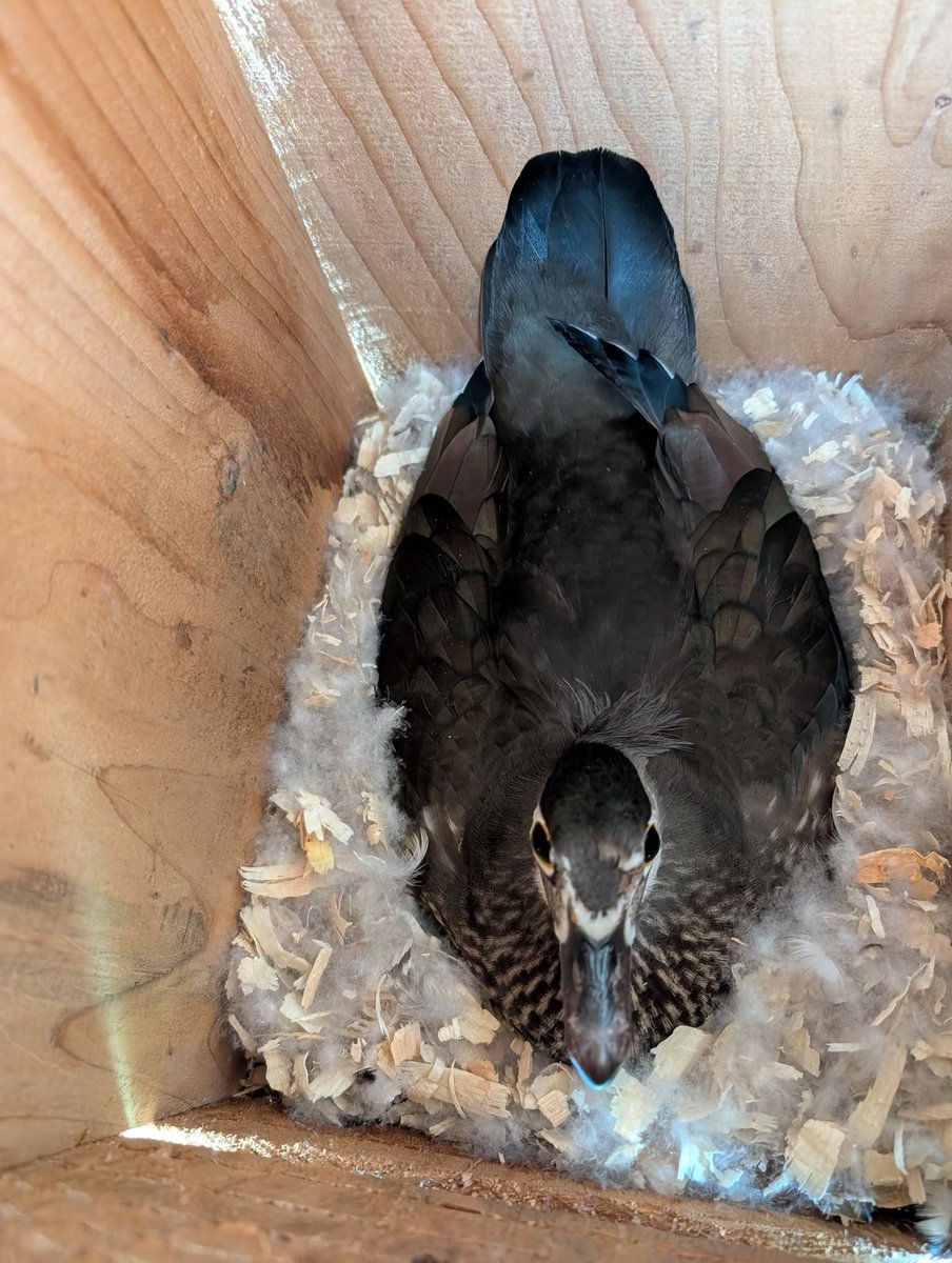 Pittwaterfowler's tweet image. Last year we were contacted by a local homeowner who has property that backs onto a slough about putting up a box. It was in late June and saw some birds but no real action. They sent this to us last night! They are SO excited! #pittwaterfowlers #woodducks #nestingboxes