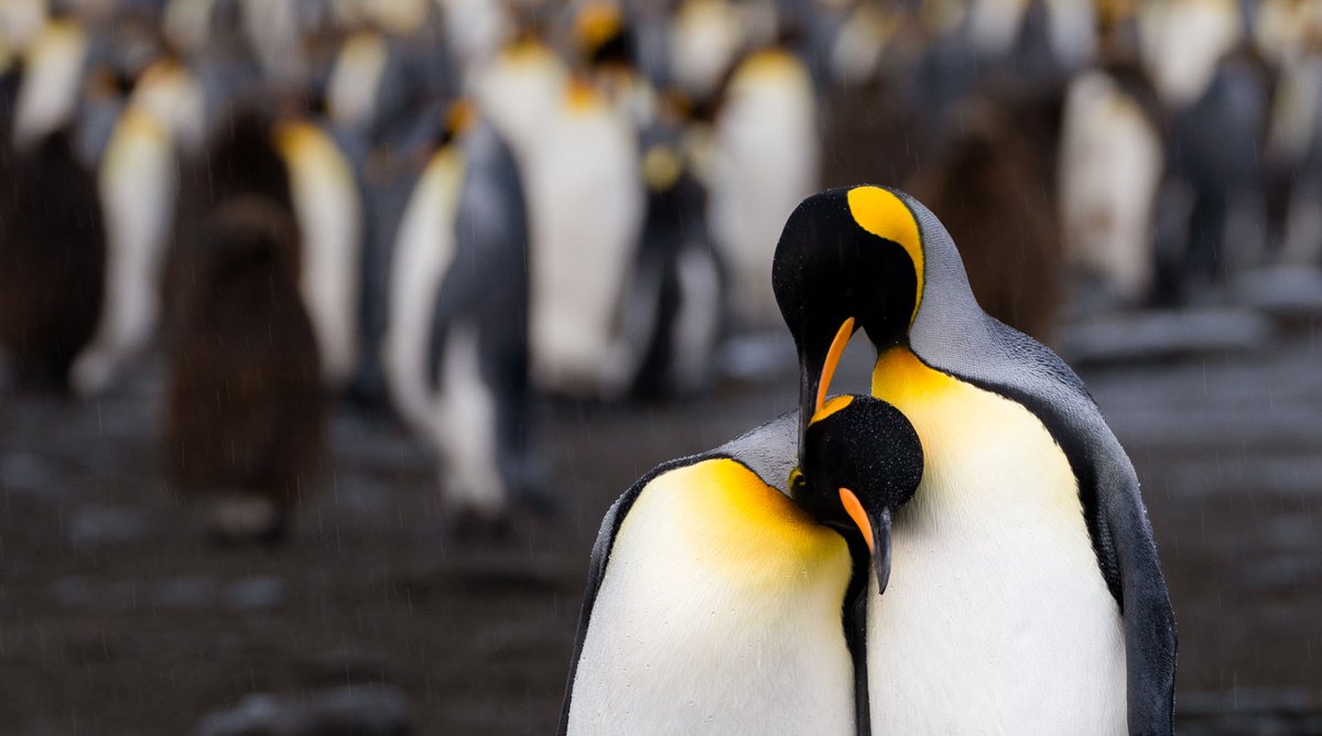 Rachel Suzanne Tien Wood tweet media