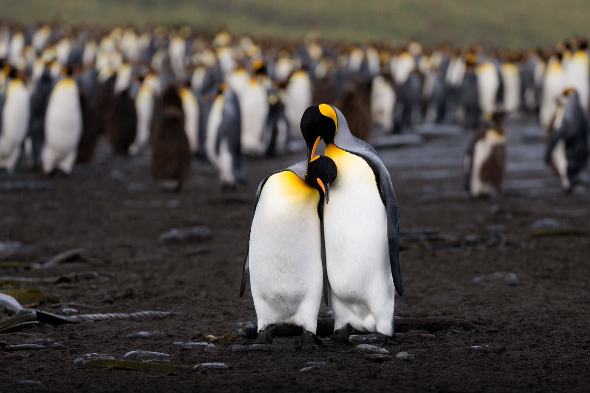 Rachel Suzanne Tien Wood tweet media