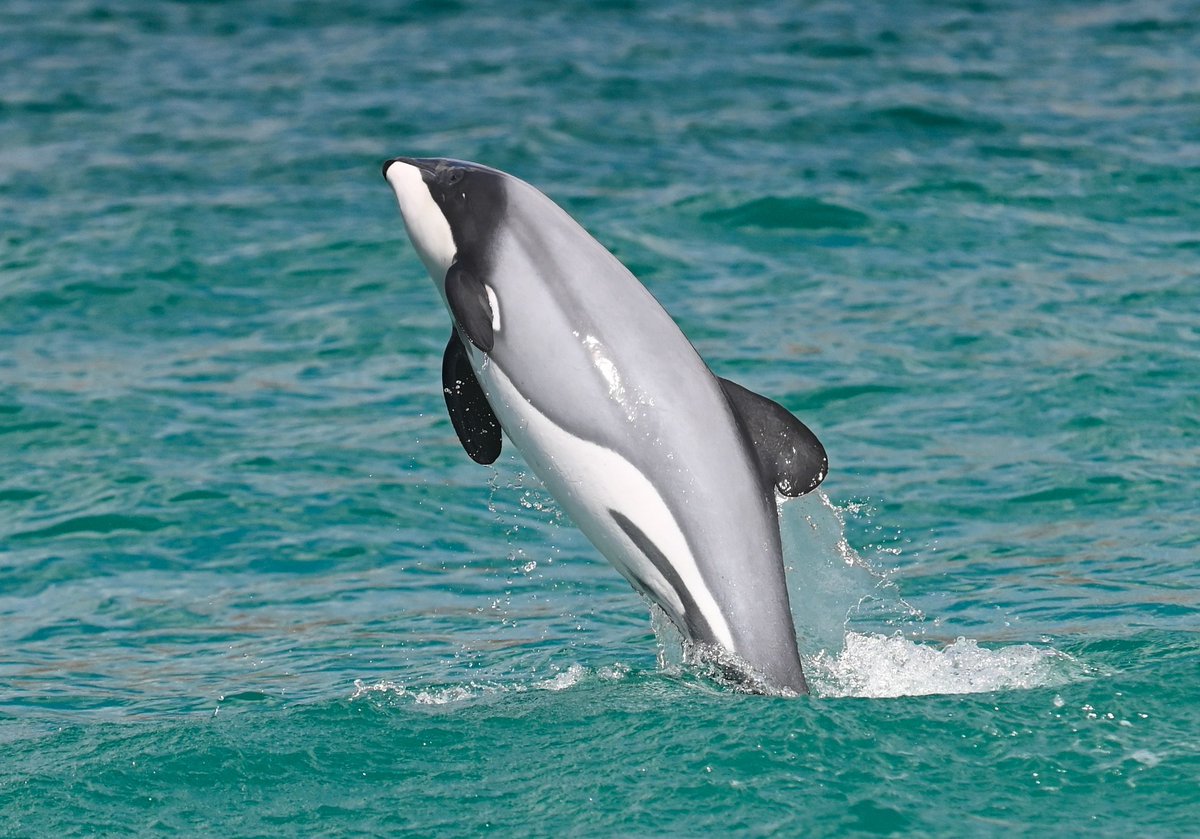Molecular Ecology (@molecology) on Twitter photo Out in MER!
A new study in the endangered Hectorโs & Mฤui dolphins shows how leveraging synteny can overcome sampling challenges to assemble high-quality reference genomes in species of #conservation concern.
<a href="/WileyEcolEvol/">Wiley Ecology & Evolution</a>
๐: buff.ly/bJrWmRV
๐ท: Sebastian Alvarez-Costes Out in MER!
A new study in the endangered Hectorโs & Mฤui dolphins shows how leveraging synteny can overcome sampling challenges to assemble high-quality reference genomes in species of #conservation concern.
<a href="/WileyEcolEvol/">Wiley Ecology & Evolution</a>
๐: buff.ly/bJrWmRV
๐ท: Sebastian Alvarez-Costes