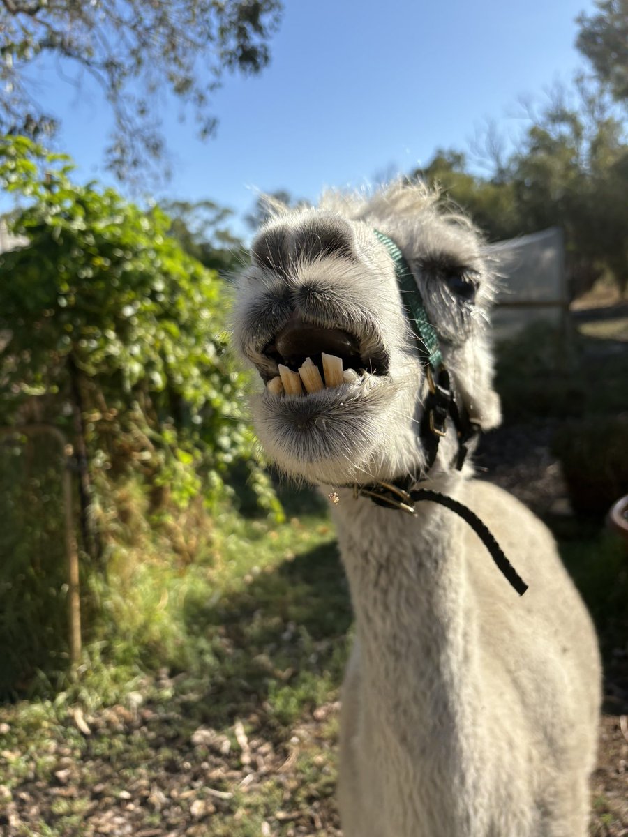 DigbyMiss's tweet photo. Poor boy doesn’t like his eye medication. He tolerates it though thank goodness & his eye looks a bit better. Tomorrow is decision day & the vet will decide whether his eye will be removed m
When any of our animals are ill my heart hurts #alpacasrule #auspol https://t.co/Vq6ZARSuof