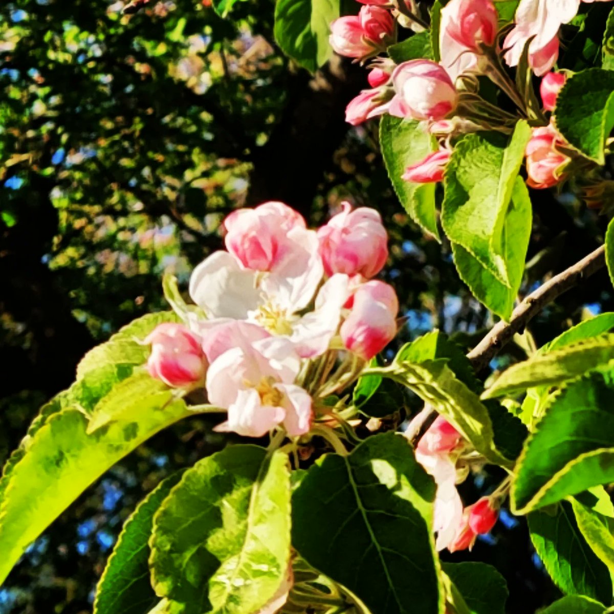agnitha7's tweet photo. ...και περνάμε στην εποχή της μιλιάς 🍎 #appletree #appletrees #appleblossom #appleblossoms #greenway #London #spring #april #springtime #springflowers #flowers #colors #cityview #moodoftheday #nature #naturephotography #photooftheday #photography #cityview #cityviews https://t.co/1jyf65M2Xf