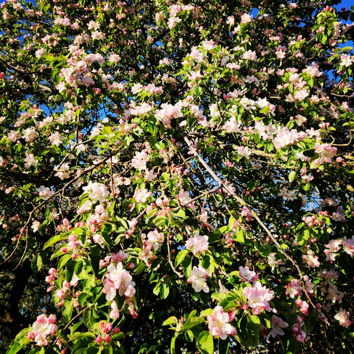 agnitha7's tweet photo. ...και περνάμε στην εποχή της μιλιάς 🍎 #appletree #appletrees #appleblossom #appleblossoms #greenway #London #spring #april #springtime #springflowers #flowers #colors #cityview #moodoftheday #nature #naturephotography #photooftheday #photography #cityview #cityviews https://t.co/1jyf65M2Xf