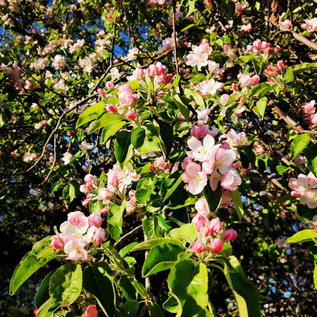 agnitha7's tweet photo. ...και περνάμε στην εποχή της μιλιάς 🍎 #appletree #appletrees #appleblossom #appleblossoms #greenway #London #spring #april #springtime #springflowers #flowers #colors #cityview #moodoftheday #nature #naturephotography #photooftheday #photography #cityview #cityviews https://t.co/1jyf65M2Xf