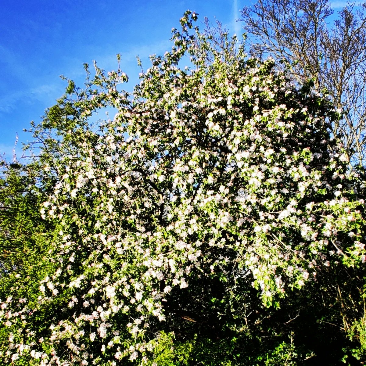 agnitha7's tweet photo. ...και περνάμε στην εποχή της μιλιάς 🍎 #appletree #appletrees #appleblossom #appleblossoms #greenway #London #spring #april #springtime #springflowers #flowers #colors #cityview #moodoftheday #nature #naturephotography #photooftheday #photography #cityview #cityviews https://t.co/1jyf65M2Xf