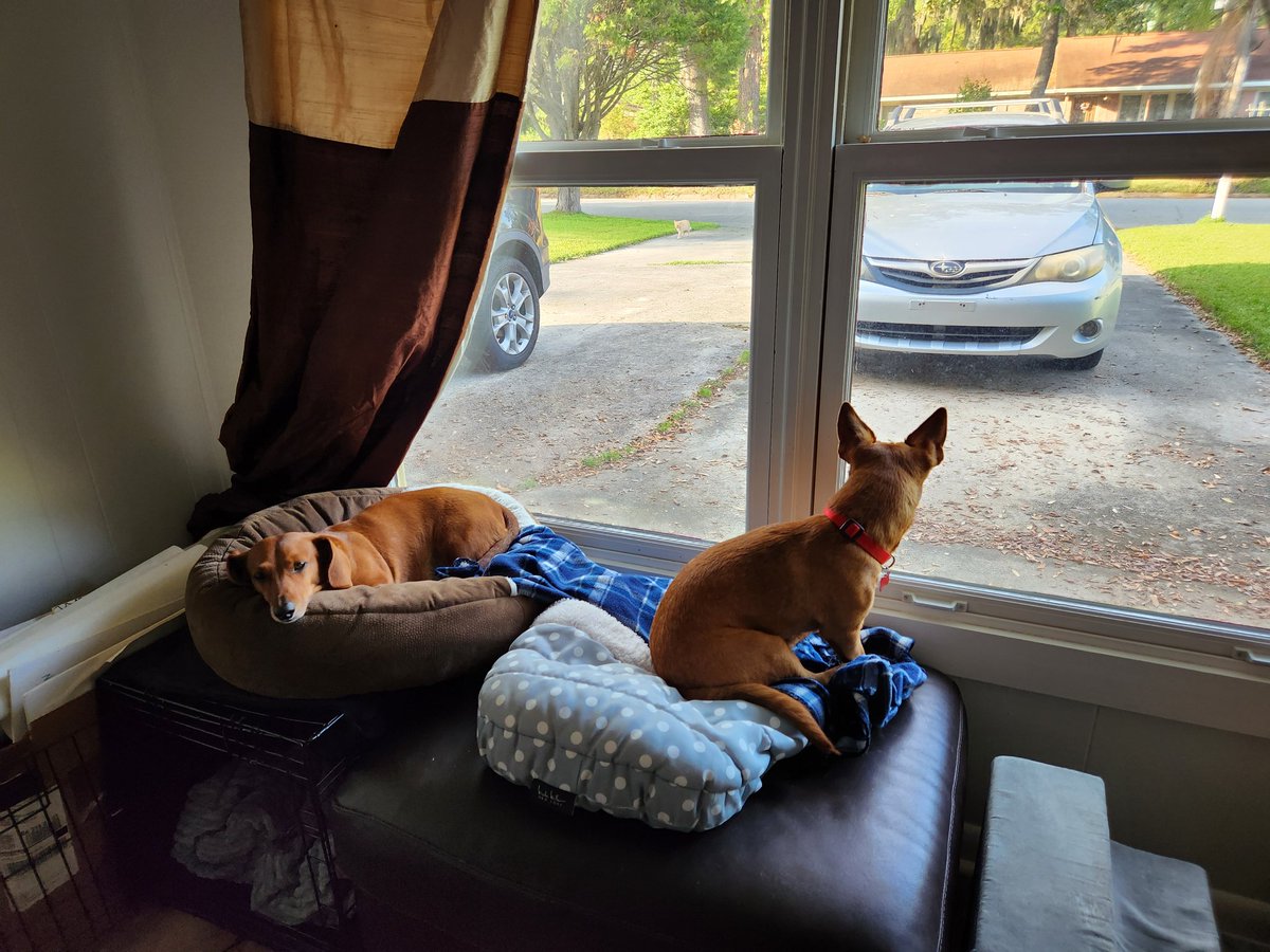 Otto + Mr. Peanut tweet media
