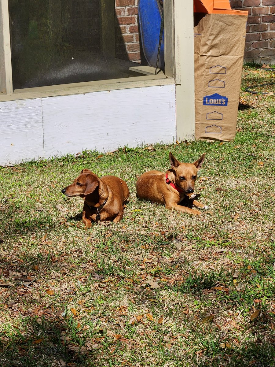 Frends i have BIG ANNOUNCE: I'm now have an BROTHER!!!

His name is Mr. Peanut and we share many innterests like sniffing, wrassling, playing chase, and eating worms. We are bestfrends!!!