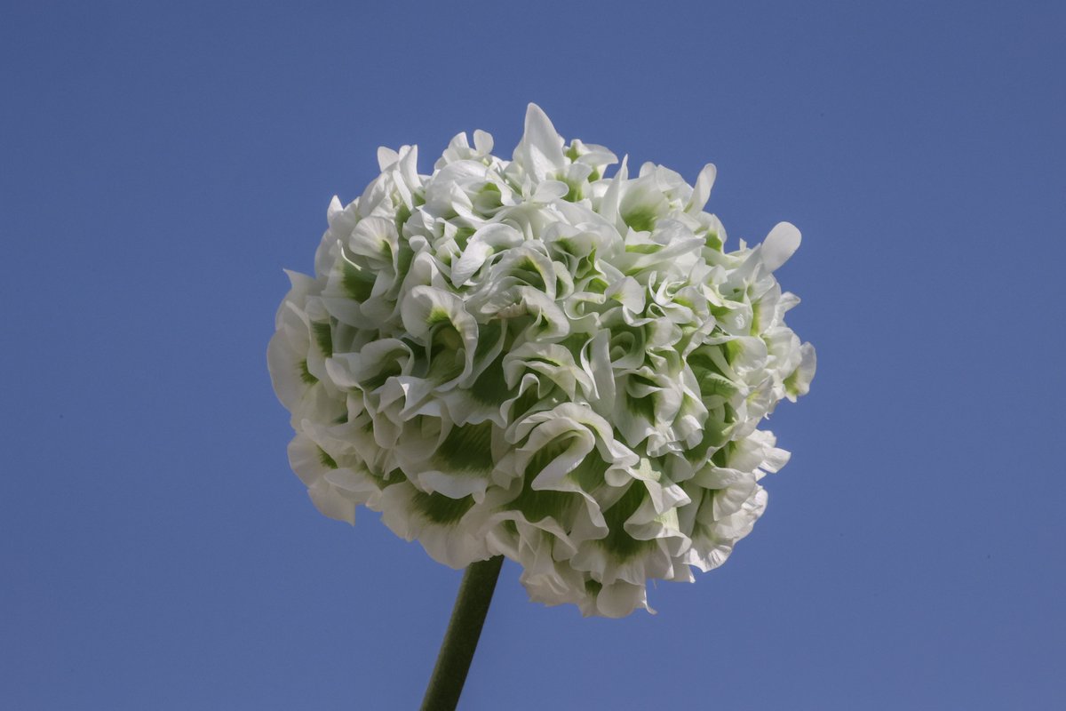 È nata Giannina, #unfioreperilGaslini!
In occasione di Euroflora 2025, il Gaslini presenta “Giannina”, una nuova varietà di ranuncolo PonPon® dedicata all’ospedale. 
È una delle ultime creazioni dell’azienda Biancheri Creazioni.
Vieni a scoprirla a #Euroflora!