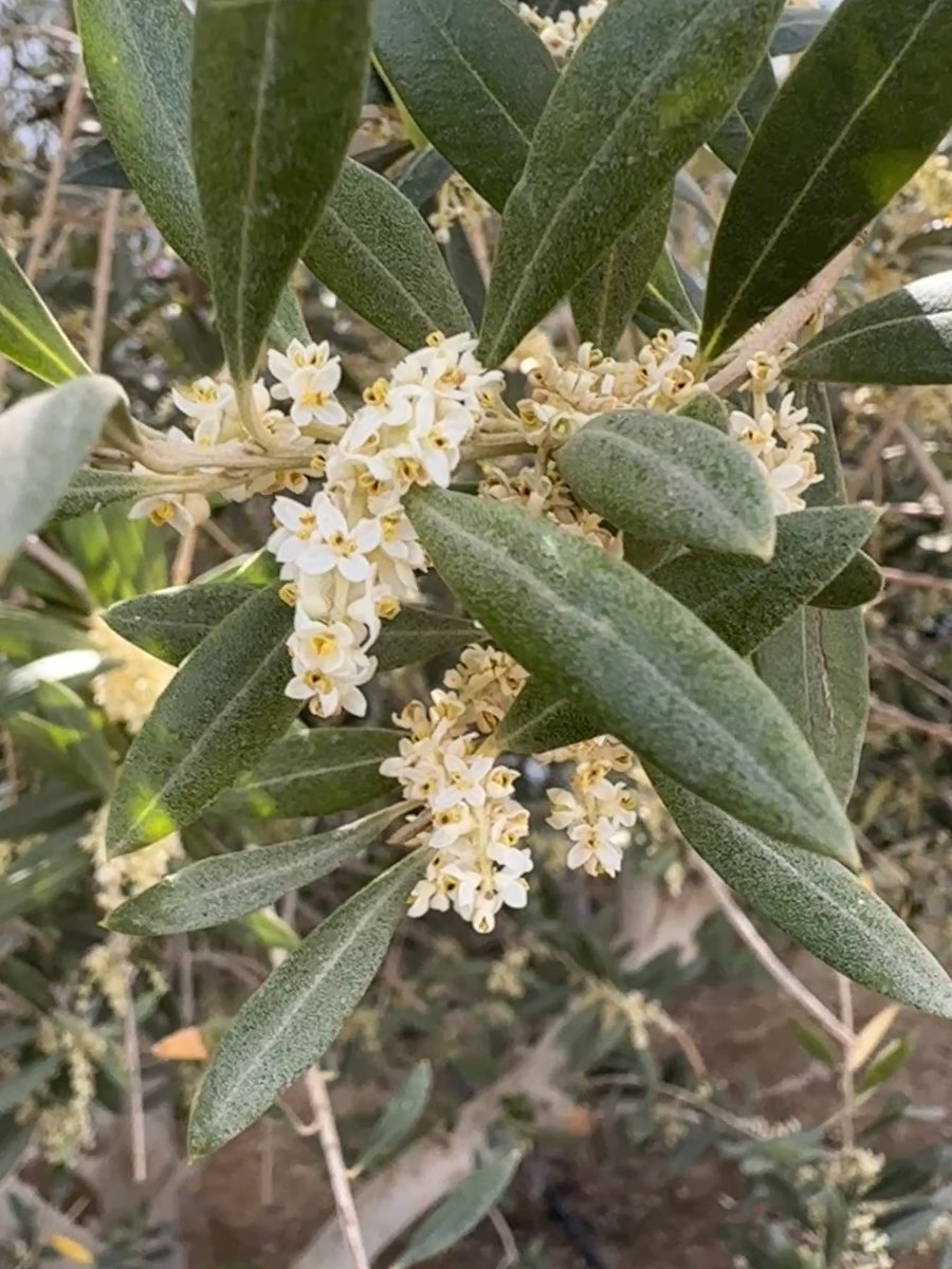 TreesOfDelhi tweet media