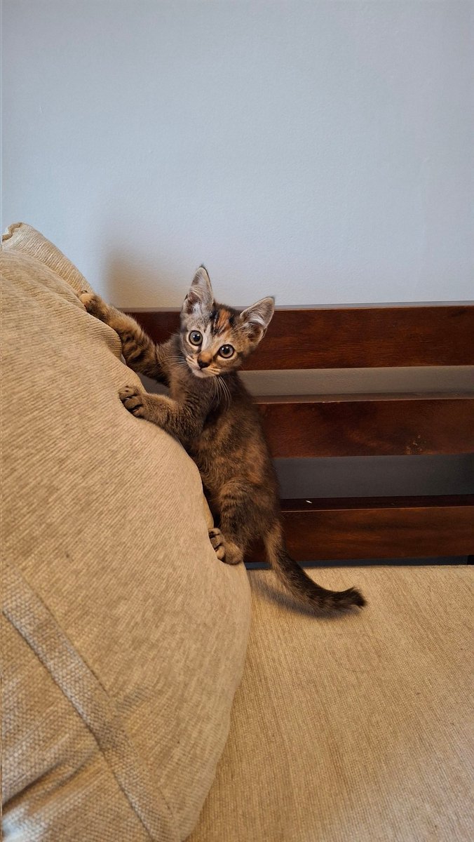 kucingkuserem's tweet photo. Hallo, ada yang mau adopt kucing domestik black calico usia 3 bulan? 
- betina♀️
- litterbox aman
- df maxi, wf lifecat
📍Domisili Cihanjuang, Bandung Barat
Untuk detail boleh DM📩 ya!!
#openadopt #adopt #kucing #openadoptfree #adopsi #cat https://t.co/Oov0vUkaZQ